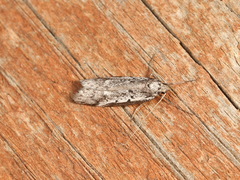 Philobota stella