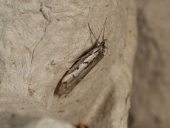 Philobota stella