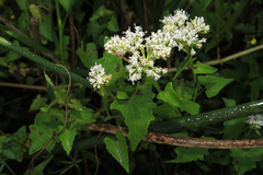 Mikania periplocifolia
