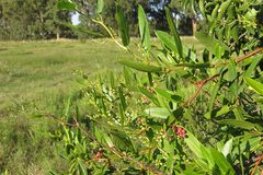 Muehlenbeckia sagittifolia