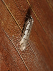 Philobota stella