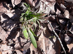 Stelis purpurascens