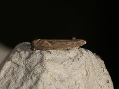 Oecophorinae