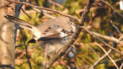 Mimus polyglottos polyglottos