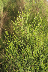Baccharis notosergila