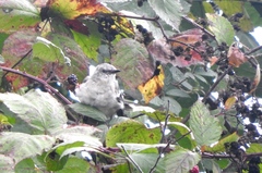 Mimus polyglottos leucopterus
