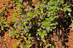 Ceanothus diversifolius