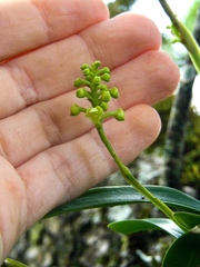 Polystachya concreta