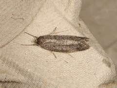 Oecophorinae