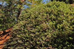 Ceanothus diversifolius