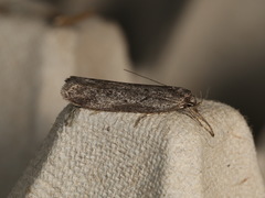 Oecophorinae