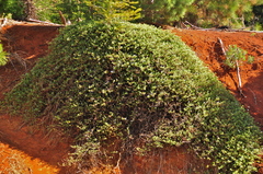 Ceanothus diversifolius