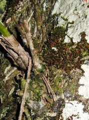 Polystachya concreta