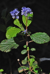 Ceanothus diversifolius