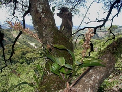 Polystachya concreta