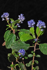Ceanothus diversifolius