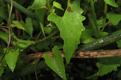 Mikania periplocifolia