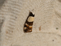 Euphiltra eroticella