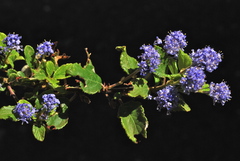 Ceanothus diversifolius