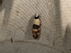 Euphiltra eroticella