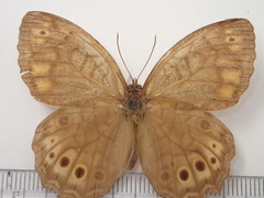 Kirinia fentoni