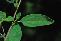 Ceanothus diversifolius