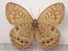 Kirinia fentoni