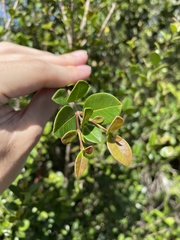 Myrcia citrifolia citrifolia