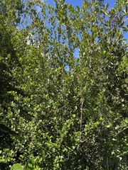 Myrcia citrifolia citrifolia