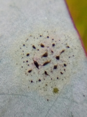 Phaeophleospora