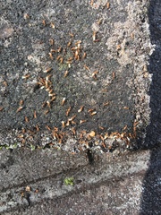 Tetramorium simillimum