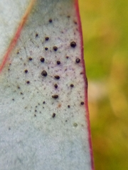 Phaeophleospora
