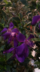 Pleroma semidecandrum