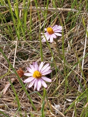 Corethrogyne filaginifolia