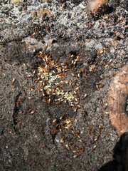 Tetramorium simillimum