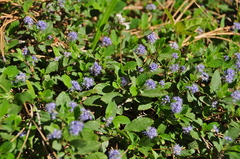 Ceanothus diversifolius