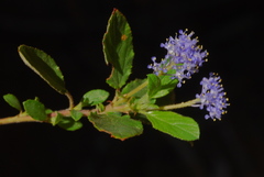 Ceanothus diversifolius