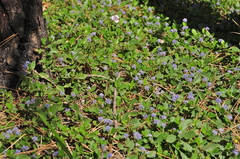 Ceanothus diversifolius