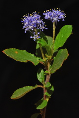 Ceanothus diversifolius