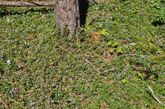 Ceanothus diversifolius