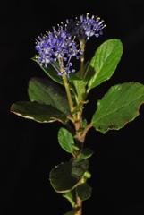 Ceanothus diversifolius