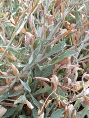 Corethrogyne filaginifolia