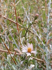 Corethrogyne filaginifolia