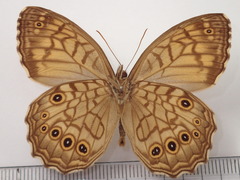 Kirinia fentoni