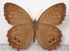 Kirinia fentoni