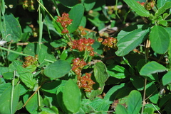 Ceanothus diversifolius