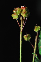 Ceanothus diversifolius