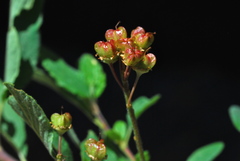 Ceanothus diversifolius