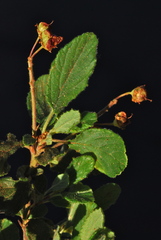 Ceanothus diversifolius