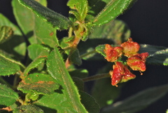 Ceanothus diversifolius